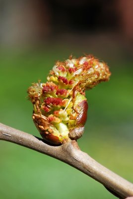 Populus lasiocarpa - topol chlupatý - jehněda (1)